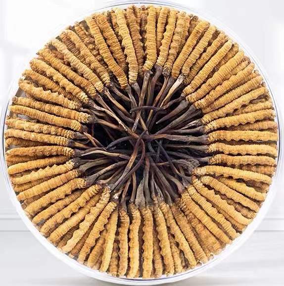 锡林浩特冬虫夏草回收